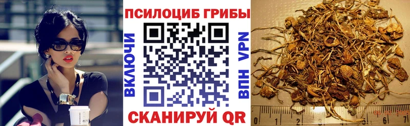 OMG ССЫЛКА  Горбатов  Галлюциногенные грибы Psilocybe 